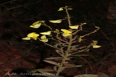 Crotalaria sandoorensis